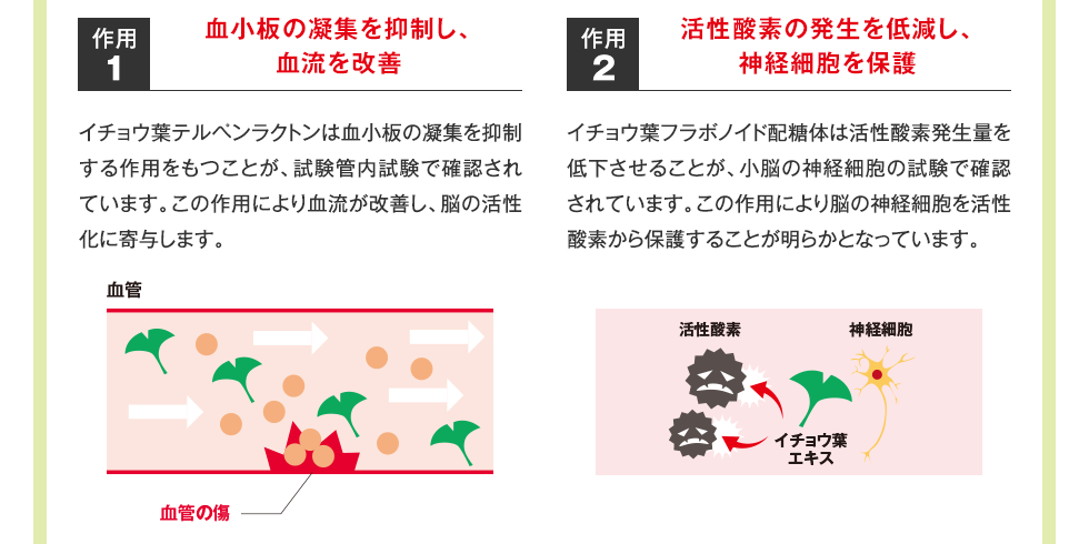 作用1：血小板の凝集を抑制し、血流を改善　イチョウ葉テルペンラクトンは血小板の凝集を抑制する作用をもつことが、試験管内試験で確認されています。この作用により血流が改善し、脳の活性化に寄与します。　作用2：活性酸素の発生を低減し、神経細胞を保護　イチョウ葉フラボノイド配糖体は活性酸素発生量を低下させることが、小脳の神経細胞の試験で確認されています。この作用により脳の神経細胞を活性酸素から保護することが明らかとなっています。