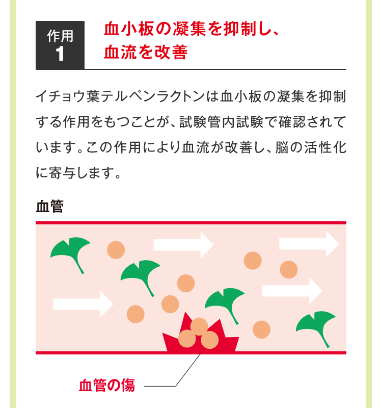 作用2：活性酸素の発生を低減し、神経細胞を保護　イチョウ葉フラボノイド配糖体は活性酸素発生量を低下させることが、小脳の神経細胞の試験で確認されています。この作用により脳の神経細胞を活性酸素から保護することが明らかとなっています。