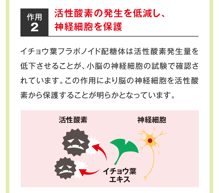 作用1：血小板の凝集を抑制し、血流を改善　イチョウ葉テルペンラクトンは血小板の凝集を抑制する作用をもつことが、試験管内試験で確認されています。この作用により血流が改善し、脳の活性化に寄与します。