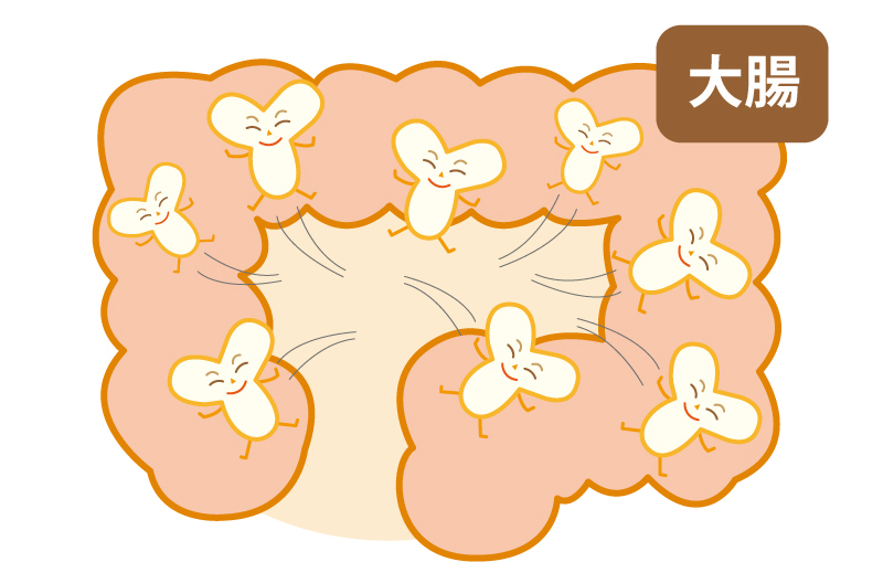 ビフィズス菌が生きたまま届くイメージ