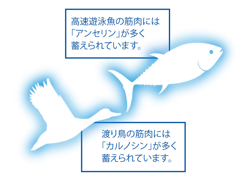 イミダゾールペプチド