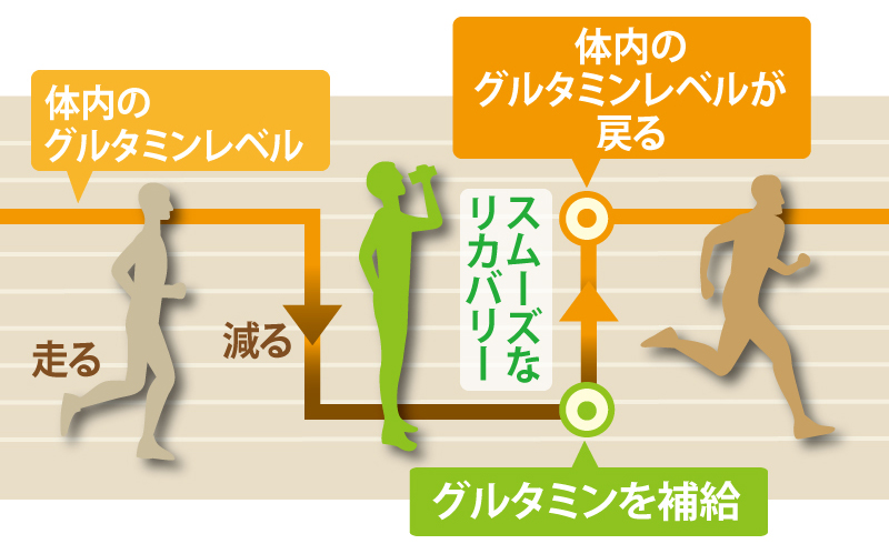 体内のグルタミンレベル