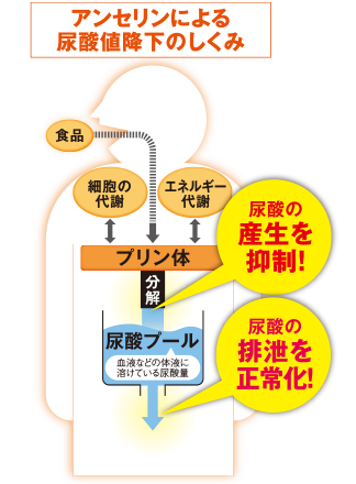 アンセリンにより尿酸値効果の仕組み