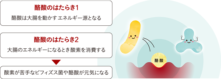 酪酸は大腸のエネルギーになる時に酸素を消費するため、酸素が苦手なビフィズス菌や酪酸が元気になります。