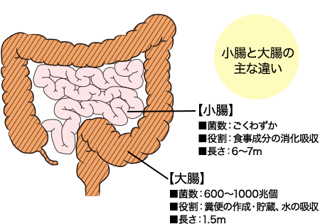 小腸と大腸の主な違い