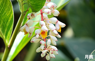 亜熱帯植物「月桃」由来の美容成分