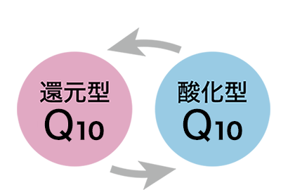 「還元型」も「酸化型」も体内での効果は同じ