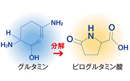 ウィグライは安定したグルタミン