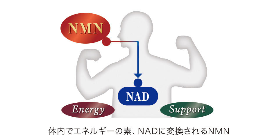 NMN　NAD　Energy　Support　体内でエネルギーの素、NADに変換されるNMN