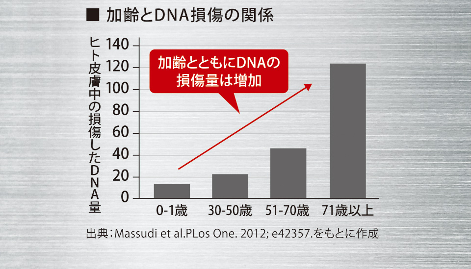 ■ 加齢とDNA損傷の関係　ヒト皮膚中の損傷したDNA量　加齢とともにDNAの損傷量は増加　出典：Massudi et al.PLos One. 2012; e42357.をもとに作成