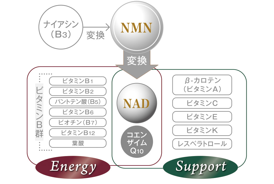 ナイアシン（B3）変換　NMN　変換　NAD　コエンザイムQ10　Energy　ビタミンB群　ビタミンB1　ビタミンB2　パントテン酸（B5）　ビタミンB6　ビオチン（B7）　ビタミンB12　葉酸Support　β-カロテン（ビタミンA）　ビタミンC　ビタミンE　ビタミンK　レスベラトロール