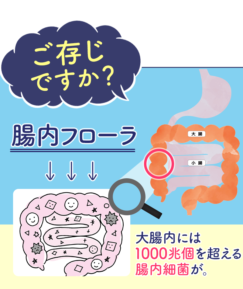 ご存じですか？腸内フローラ。大腸内には1000兆個を超える腸内細菌が。