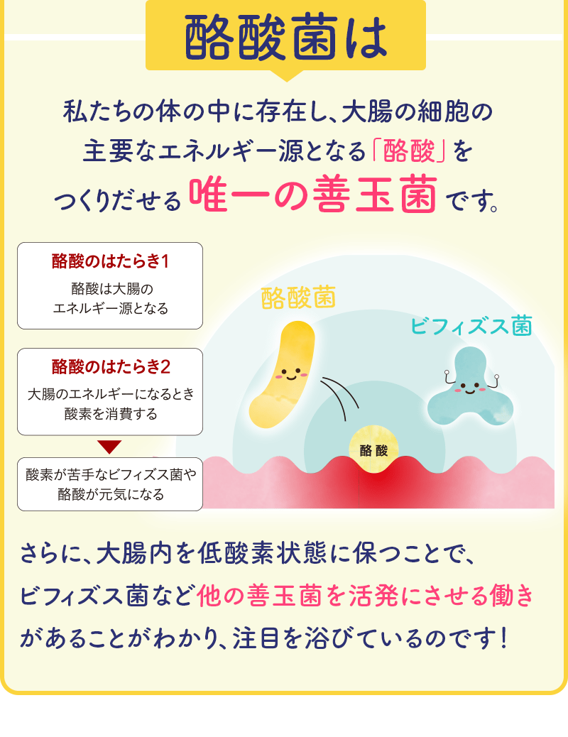 酪酸菌は私たちの体の中に存在し、大腸の細胞の主要なエネルギー源となる「酪酸」をつくりだせる唯一の善玉菌です。