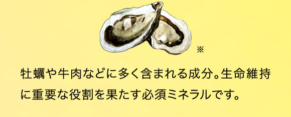 牡蠣や牛肉などに多く含まれる成分。生命維持に重要な役割を果たす必須ミネラルです。