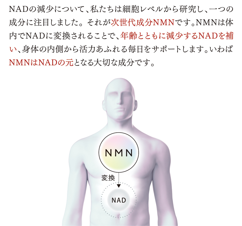 NADの減少について、私たちは細胞レベルから研究し、一つの成分に注目しました。 それが次世代成分NMNです。NMNは体内でNADに変換されることで、年齢とともに減少するNADを補い、身体の内側から活力あふれる毎日をサポートします。いわばNMNはNADの元となる大切な成分です。
