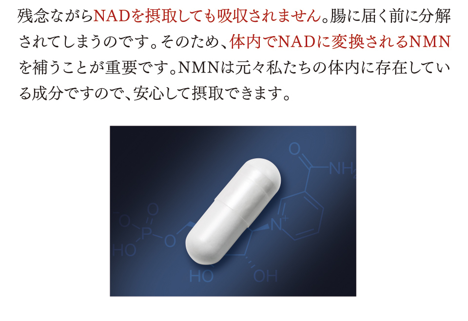残念ながらNADを摂取しても吸収されません。腸に届く前に分解されてしまうのです。そのため、体内でNADに変換されるNMNを補うことが重要です。NMNは元々私たちの体内に存在している成分ですので、安心して摂取できます。