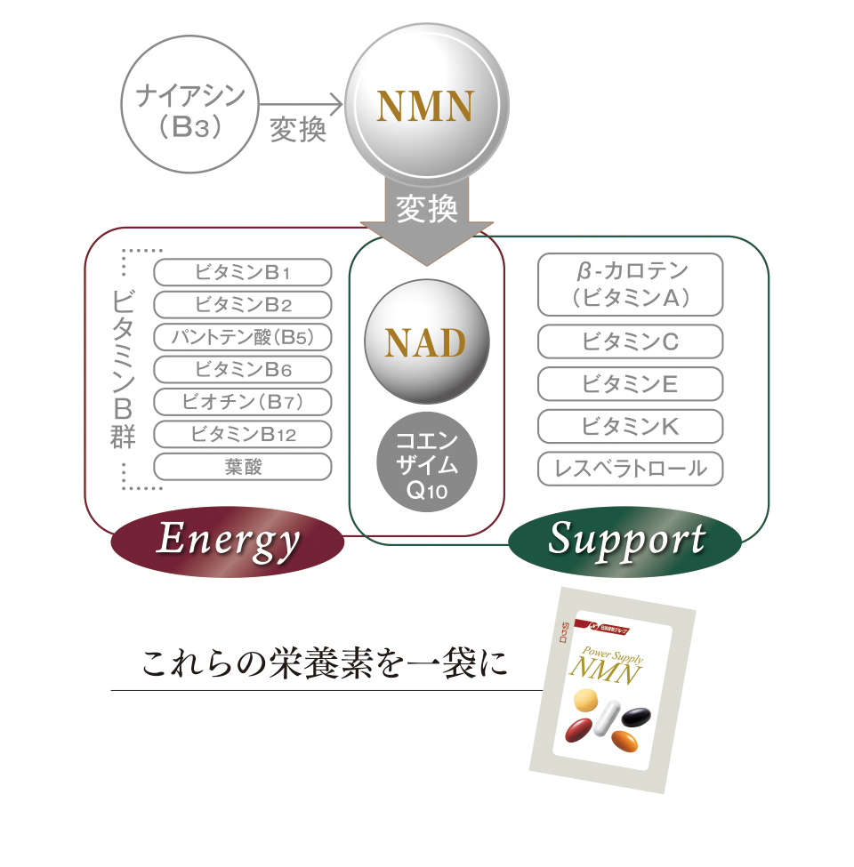 ナイアシン（B3） 変換 NMN 変換 NAD コエンザイムQ10 Energy ビタミンB群 ビタミンB1 ビタミンB2 パントテン酸（B5） ビタミンB6 ビオチン（B7） ビタミンB12 葉酸 Support β-カロテン（ビタミンA） ビタミンC ビタミンE ビタミンK レスベラトロール これらの栄養素を一袋に