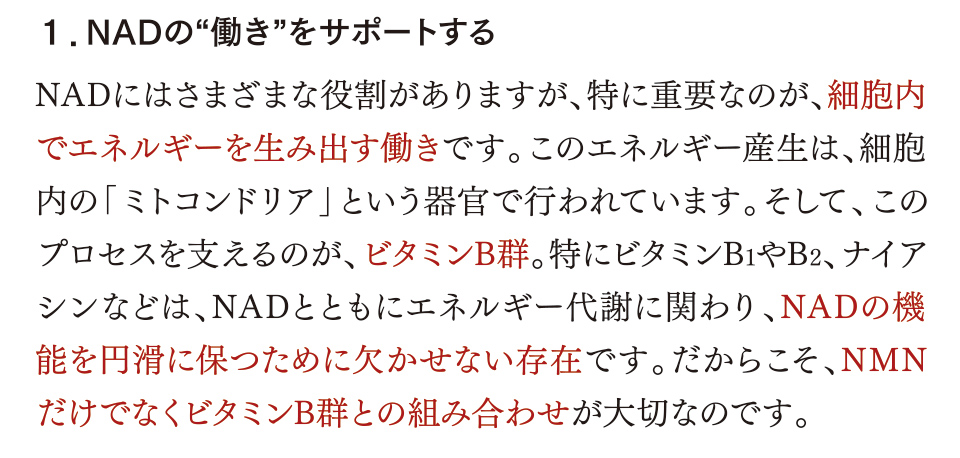 １．NADの“働き”をサポートする NADにはさまざまな役割がありますが、特に重要なのが、細胞内でエネルギーを生み出す働きです。このエネルギー産生は、細胞内の「ミトコンドリア」という器官で行われています。そして、このプロセスを支えるのが、ビタミンB群。特にビタミンB1やB2、ナイアシンなどは、NADとともにエネルギー代謝に関わり、NADの機能を円滑に保つために欠かせない存在です。だからこそ、NMNだけでなくビタミンB群との組み合わせが大切なのです。