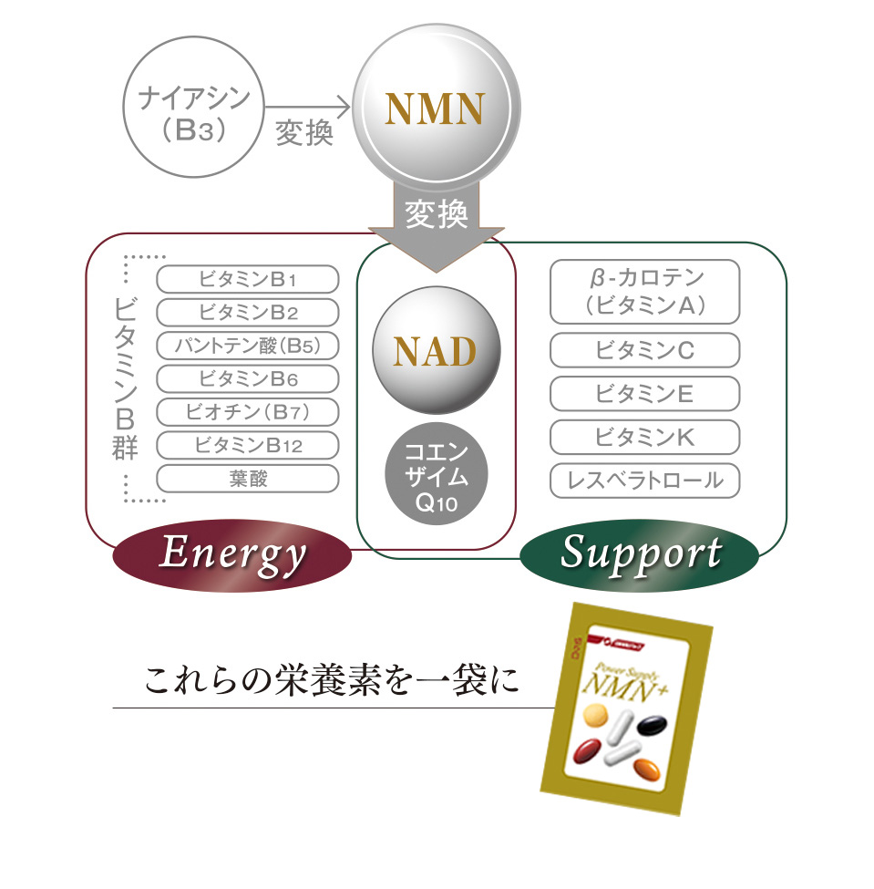 ナイアシン（B3） 変換 NMN 変換 NAD コエンザイムQ10 Energy ビタミンB群 ビタミンB1 ビタミンB2 パントテン酸（B5） ビタミンB6 ビオチン（B7） ビタミンB12 葉酸 Support β-カロテン（ビタミンA） ビタミンC ビタミンE ビタミンK レスベラトロール これらの栄養素を一袋に