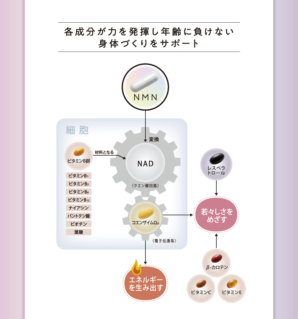 各成分が力を発揮し年齢に負けない身体づくりをサポート