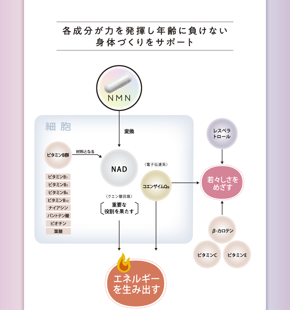 各成分が力を発揮し年齢に負けない身体づくりをサポート