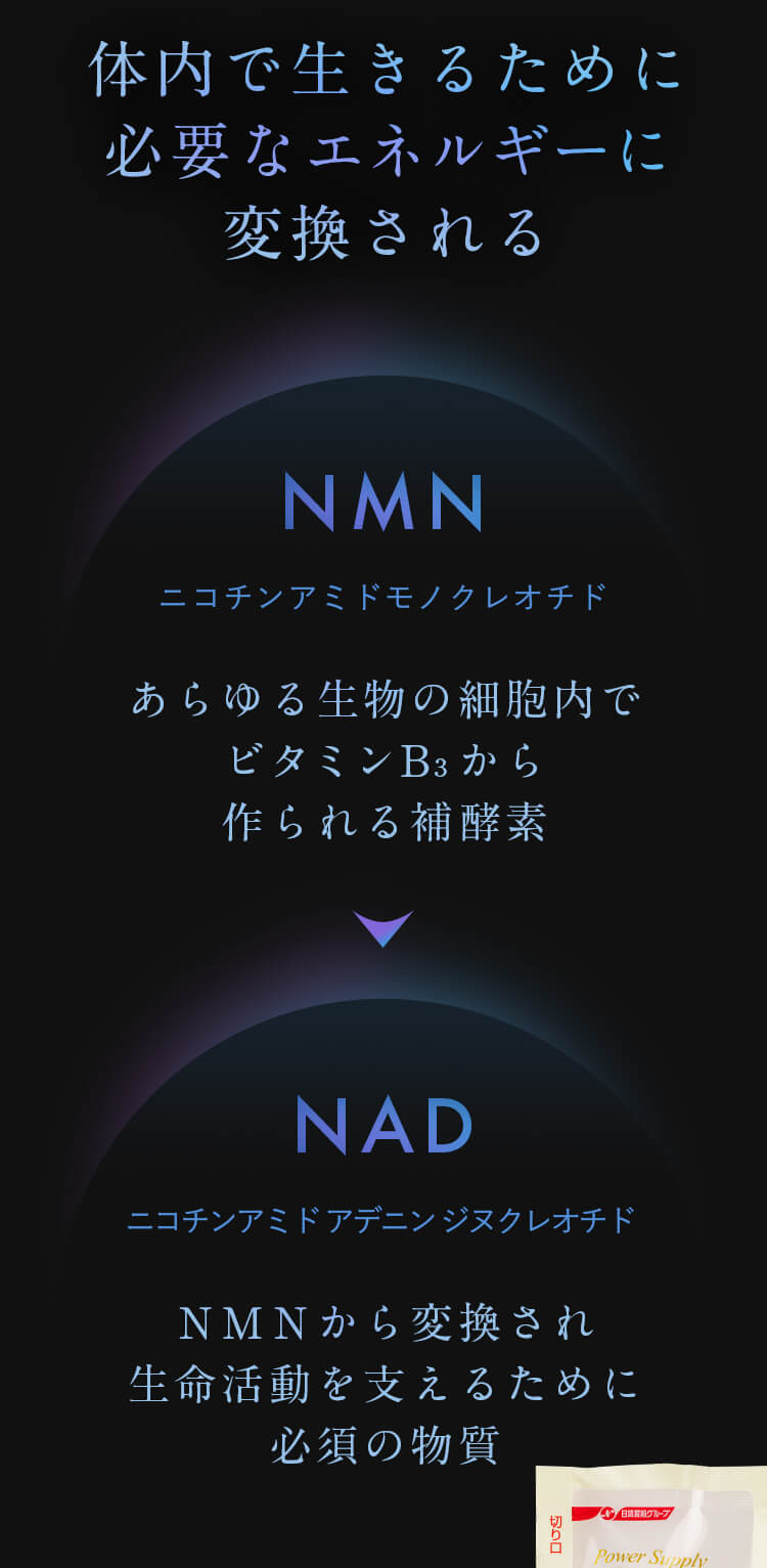 体内で生きるために必要なエネルギーに変換される